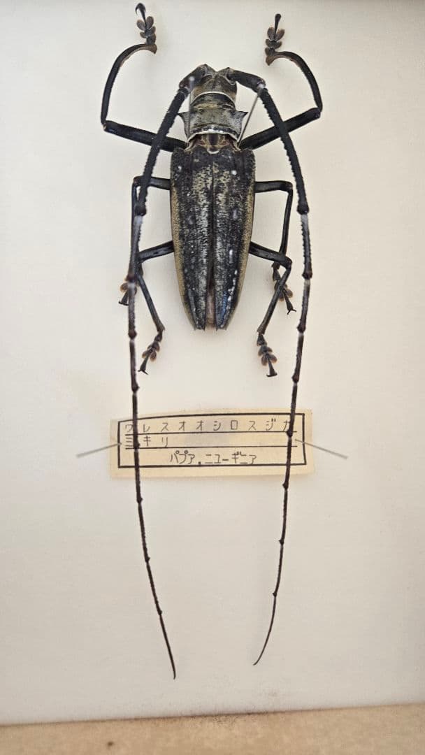 週末セール【希少年代物】ウォーレスシロスジカミキリ 標本 - メルカリ