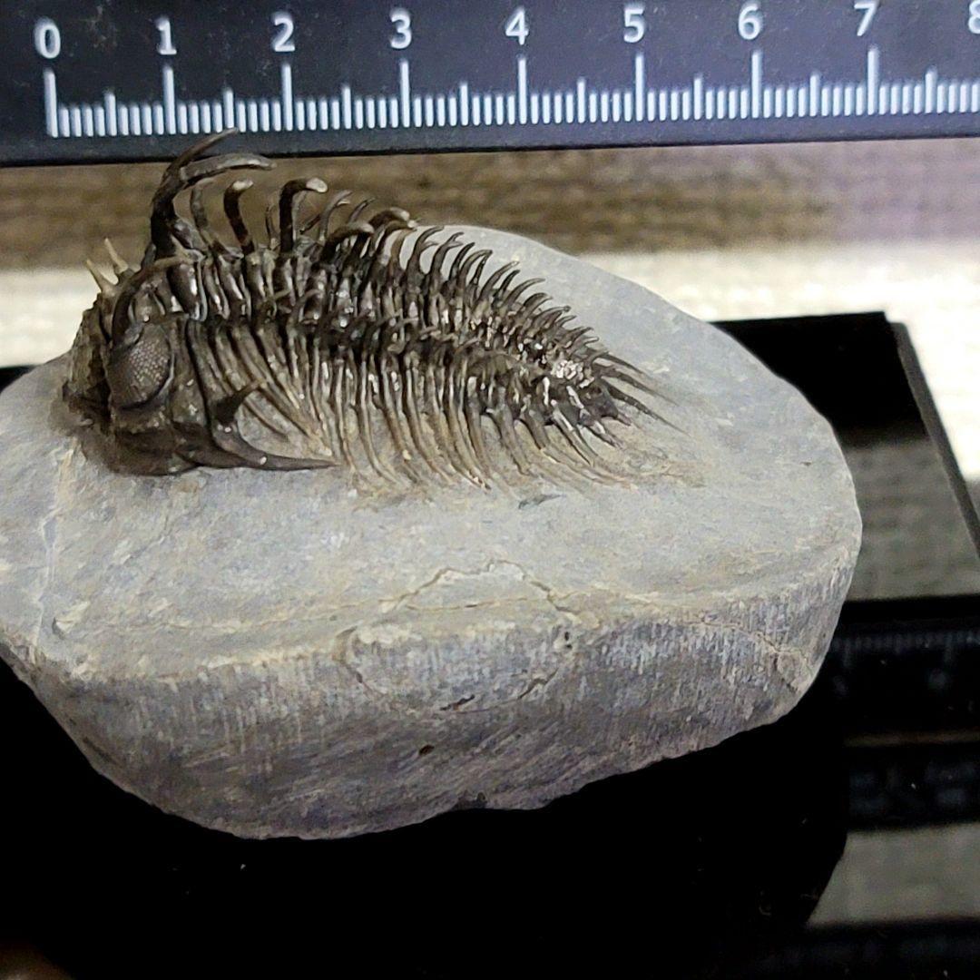 超棘棘！【Comura bultyncki】三葉虫 化石標本☆trilobite