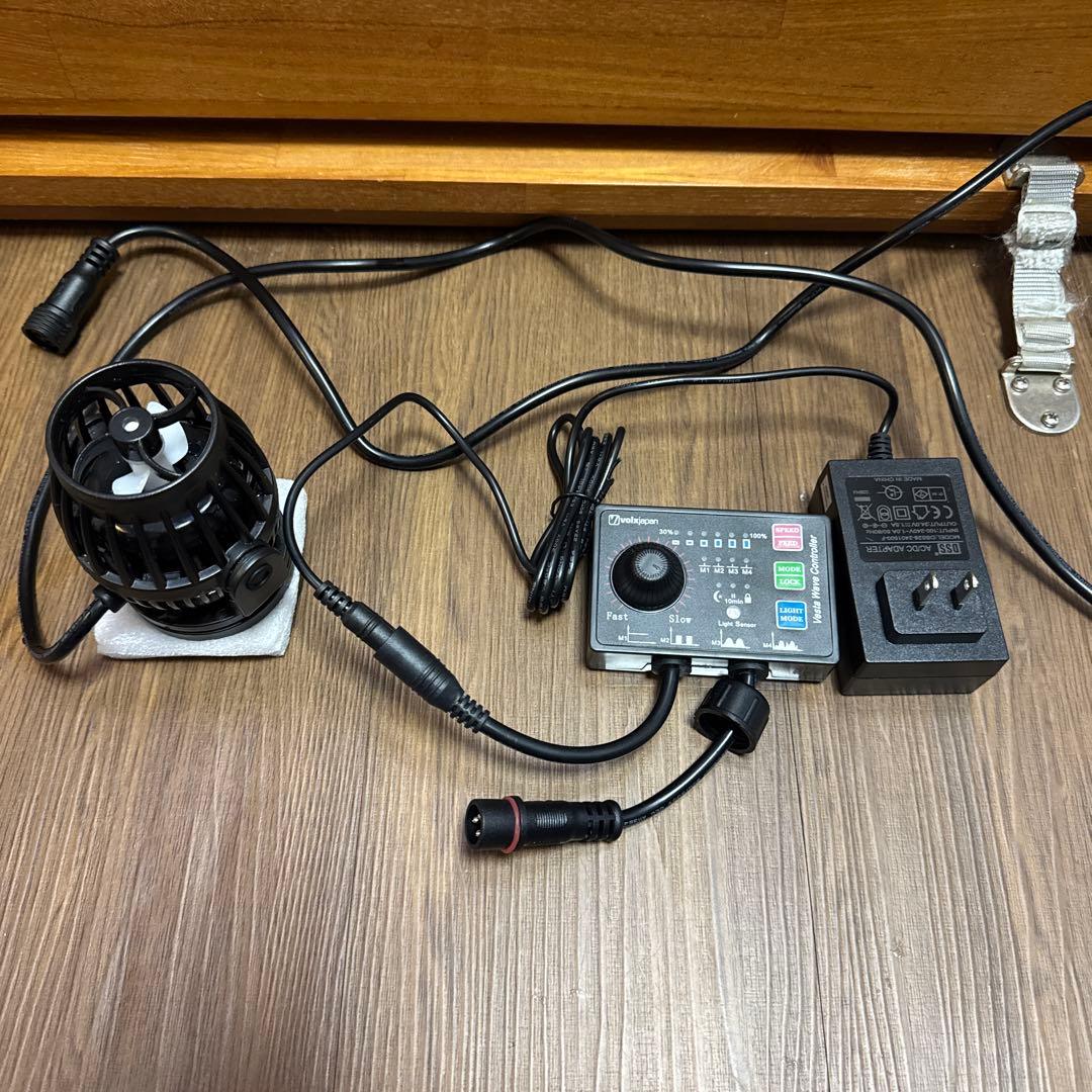 Bucephalandra sp. noble GT-toricolor タグ付