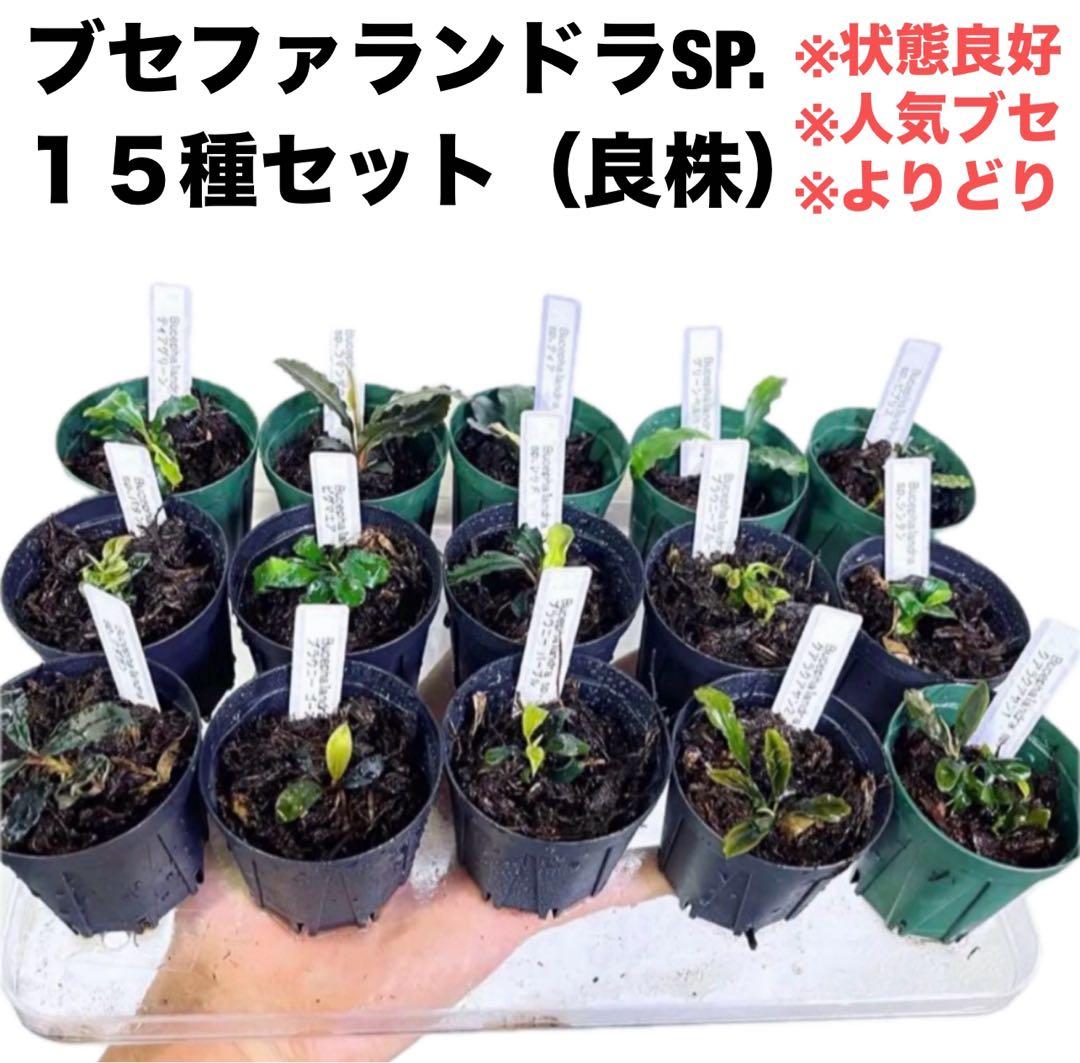 ◇特◇ブセファランドラSP.よりどり15セット（良株） #ブセさかな屋