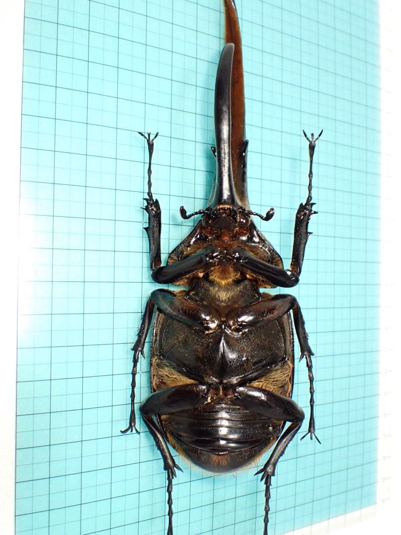 標本】ヘラクレスオオカブト 原名亜種 グアドループ産 166.1ミリ 飼育