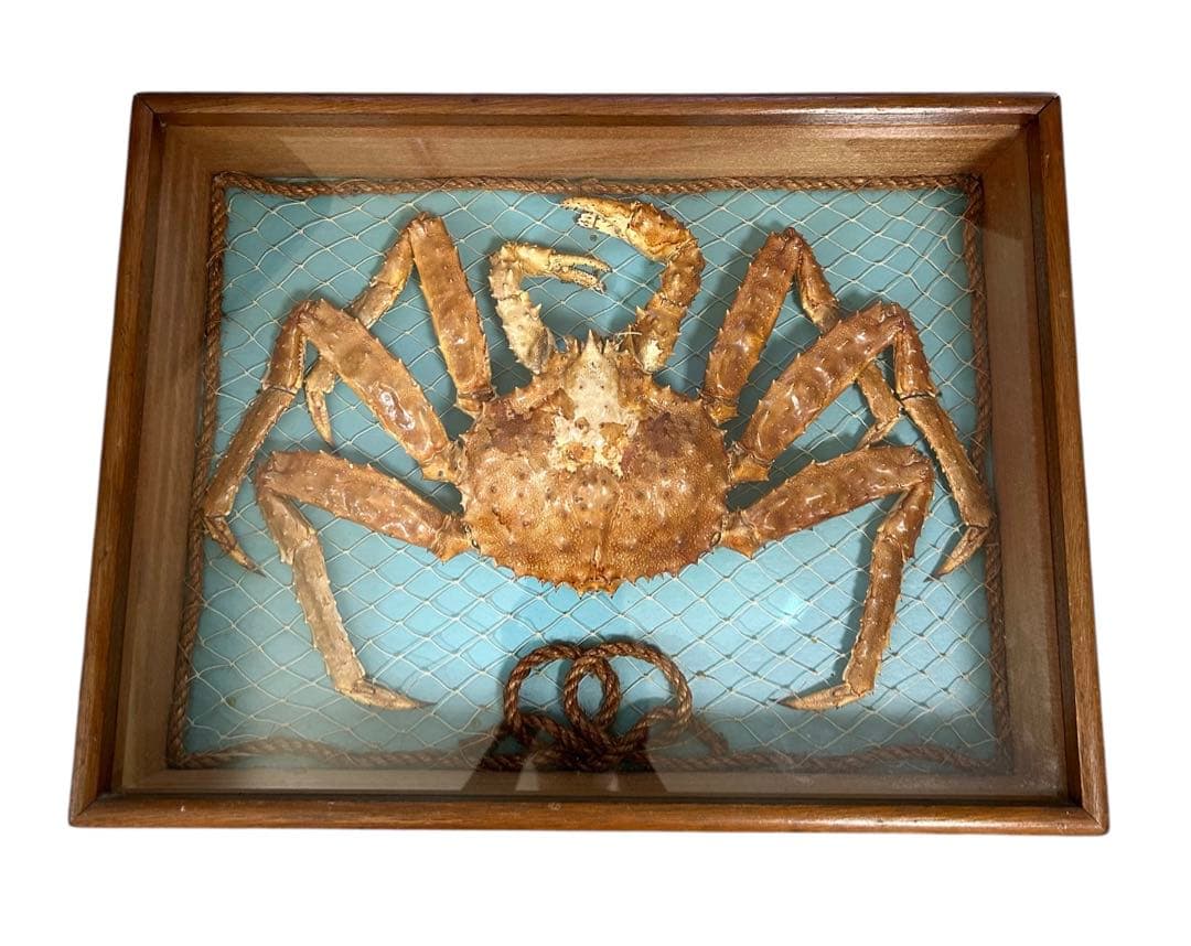 蝶標本 クジャクチョウ