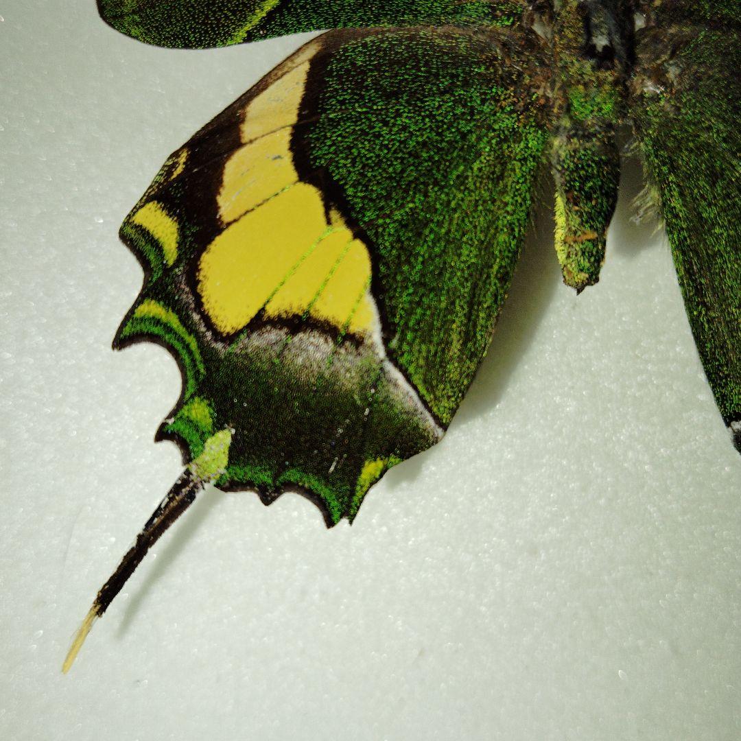 ミャンマー産 テングアゲハ 蝶標本