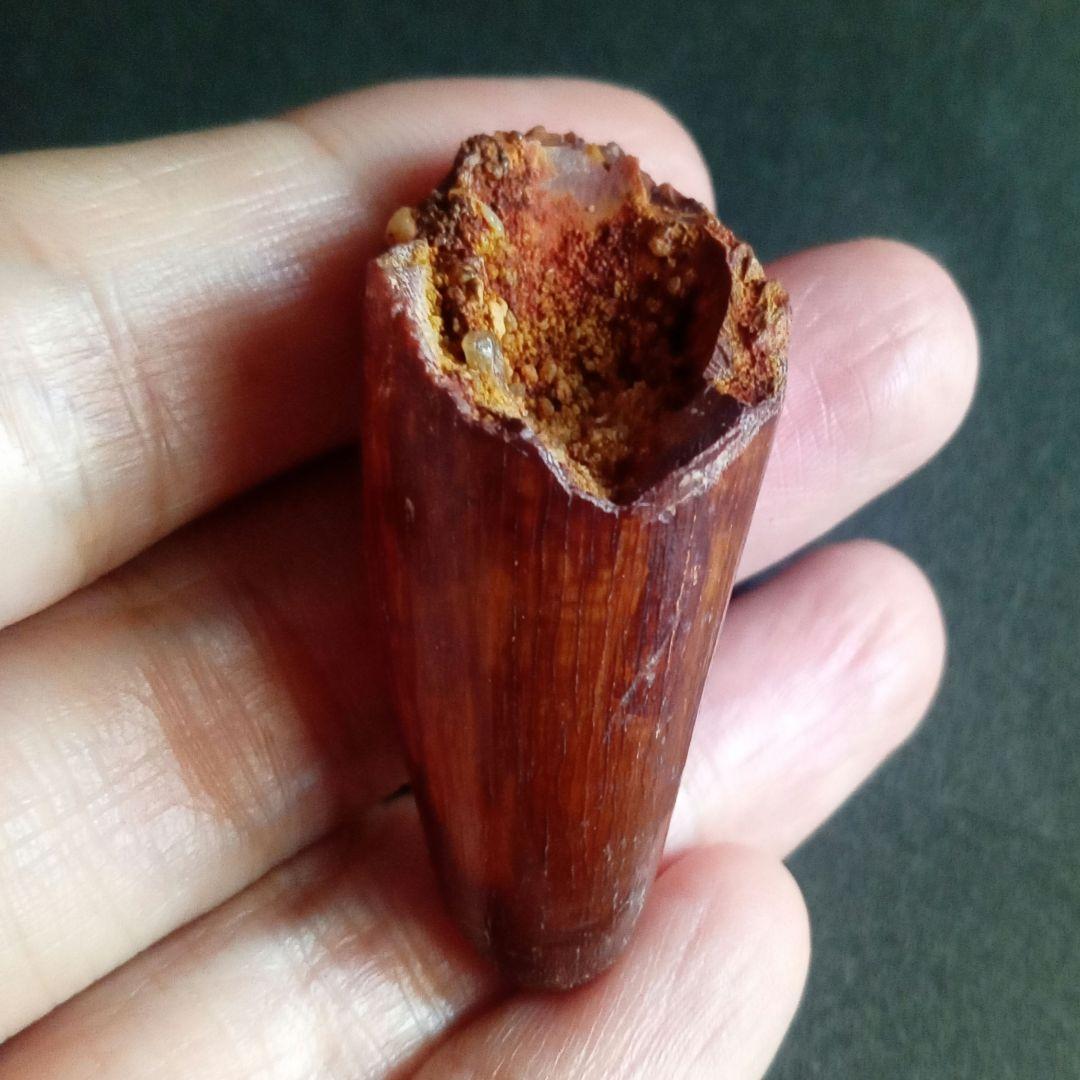 白亜紀 大型ワニ形類 エロスクス 極美麗 - メルカリ