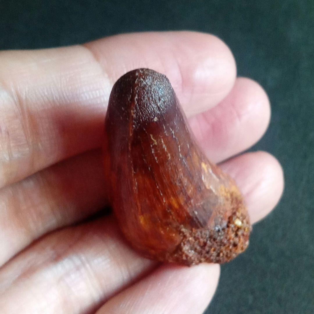 白亜紀 大型ワニ形類 エロスクス 極美麗 - メルカリ