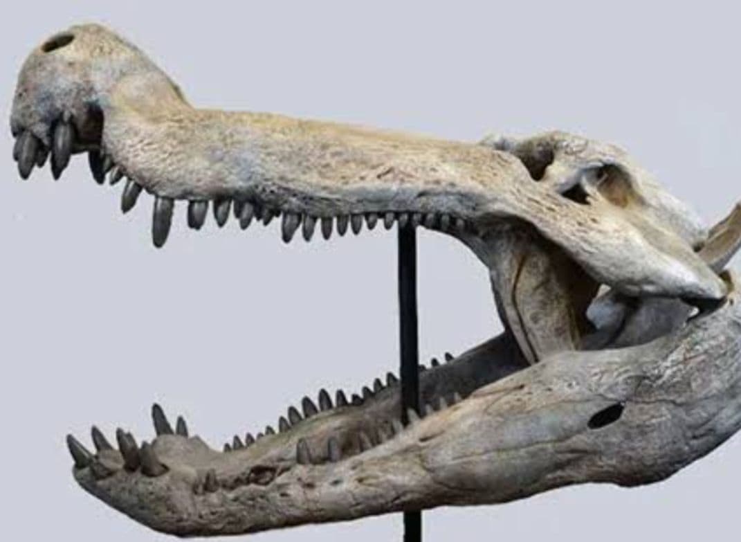 白亜紀 大型ワニ形類 エロスクス 極美麗 - メルカリ