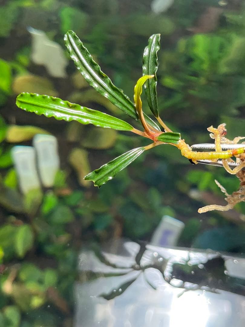 Eriocaulon.sp.parkeri ホシクサsp parkeri 水上株