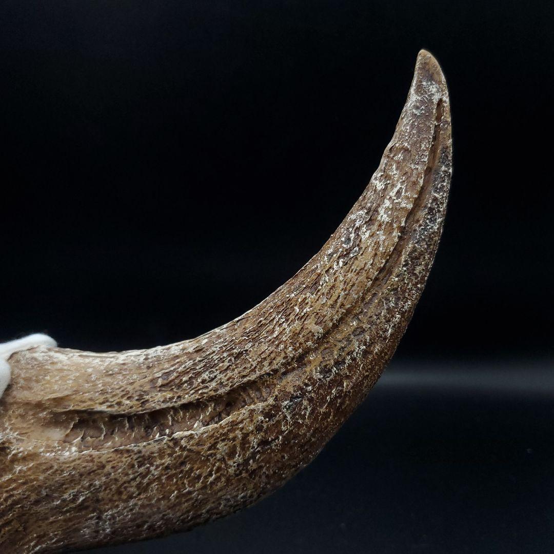 スピノサウルス 爪 レプリカ 181.40mm spr8