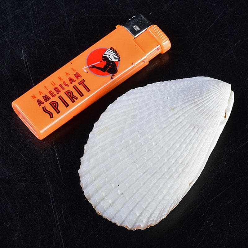 茶道具　粟野芳葉作　乾漆　内金溜　蓑貝香合　共箱　C　R7583