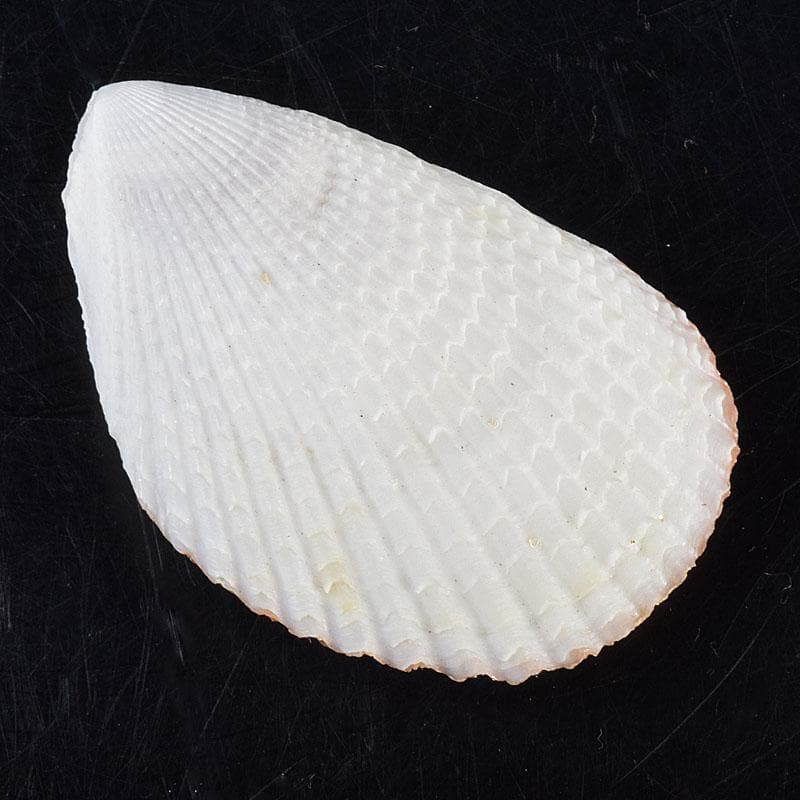 茶道具　粟野芳葉作　乾漆　内金溜　蓑貝香合　共箱　C　R7583