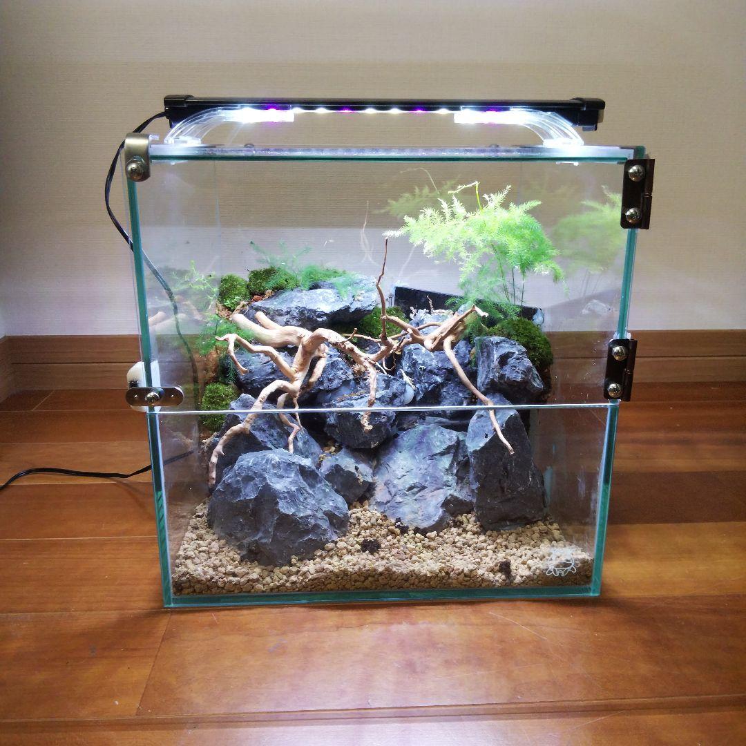 受注生産】イモリウム苔テラリウムアクアテラリウム グラステラリウム