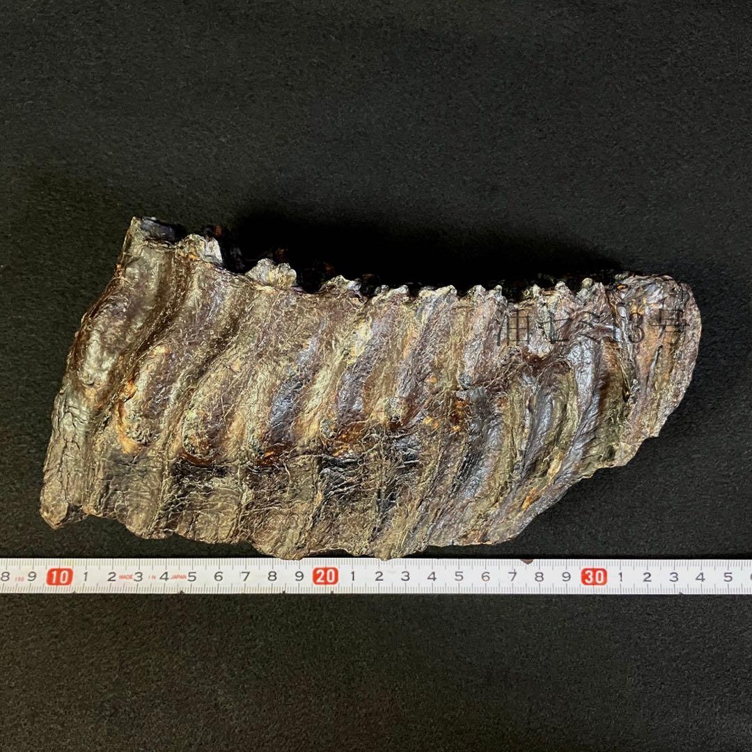 ナウマンゾウ 臼歯 (左下) 化石 美術品・アンティーク・コレクション