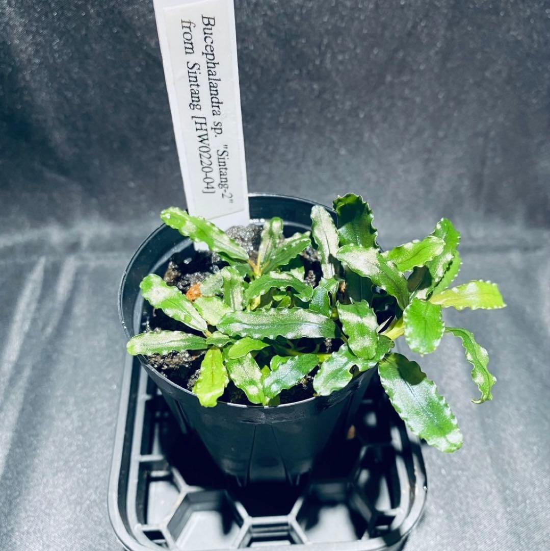 HW便】Bucephalandraセット① ブセファランドラ sp. 