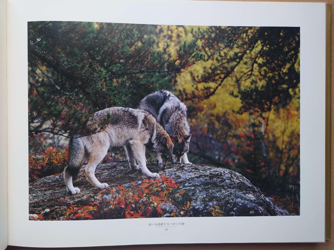 ジム・ブランデンバーグ「白いオオカミ」「ブラザー・ウルフ」絶版