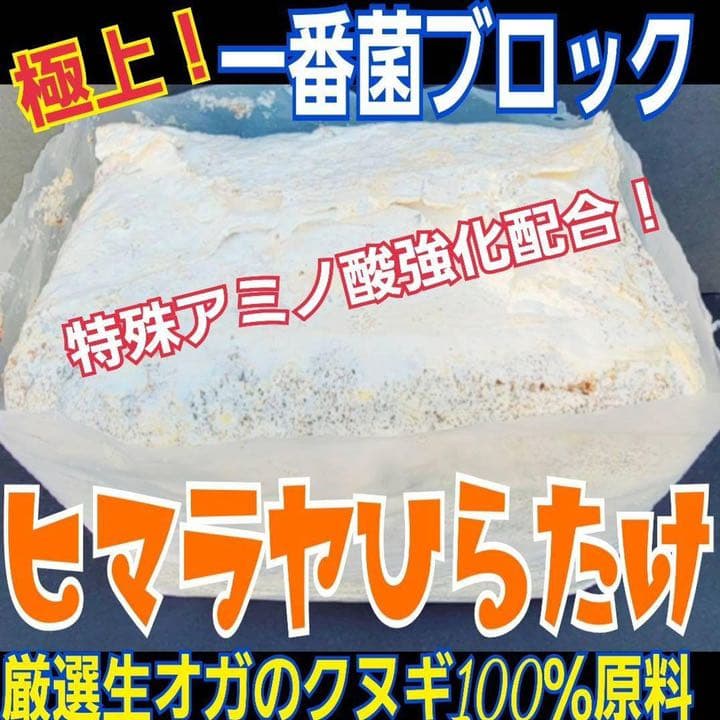 極上！ヒマラヤひらたけ菌糸ブロック【9個】初菌のみ使用！国産