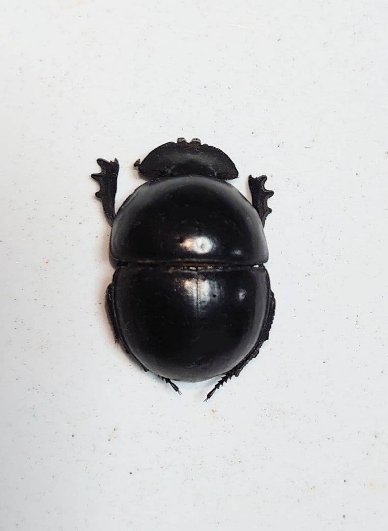 昆虫標本 コガネムシ