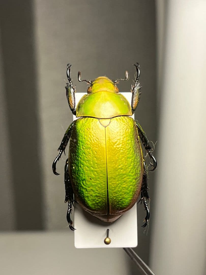 33mm】ボウカルディプラチナコガネ Chrysina逆光で赤！昆虫標本 - メルカリ