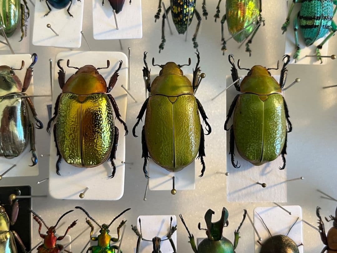 33mm】ボウカルディプラチナコガネ Chrysina逆光で赤！昆虫標本 - メルカリ