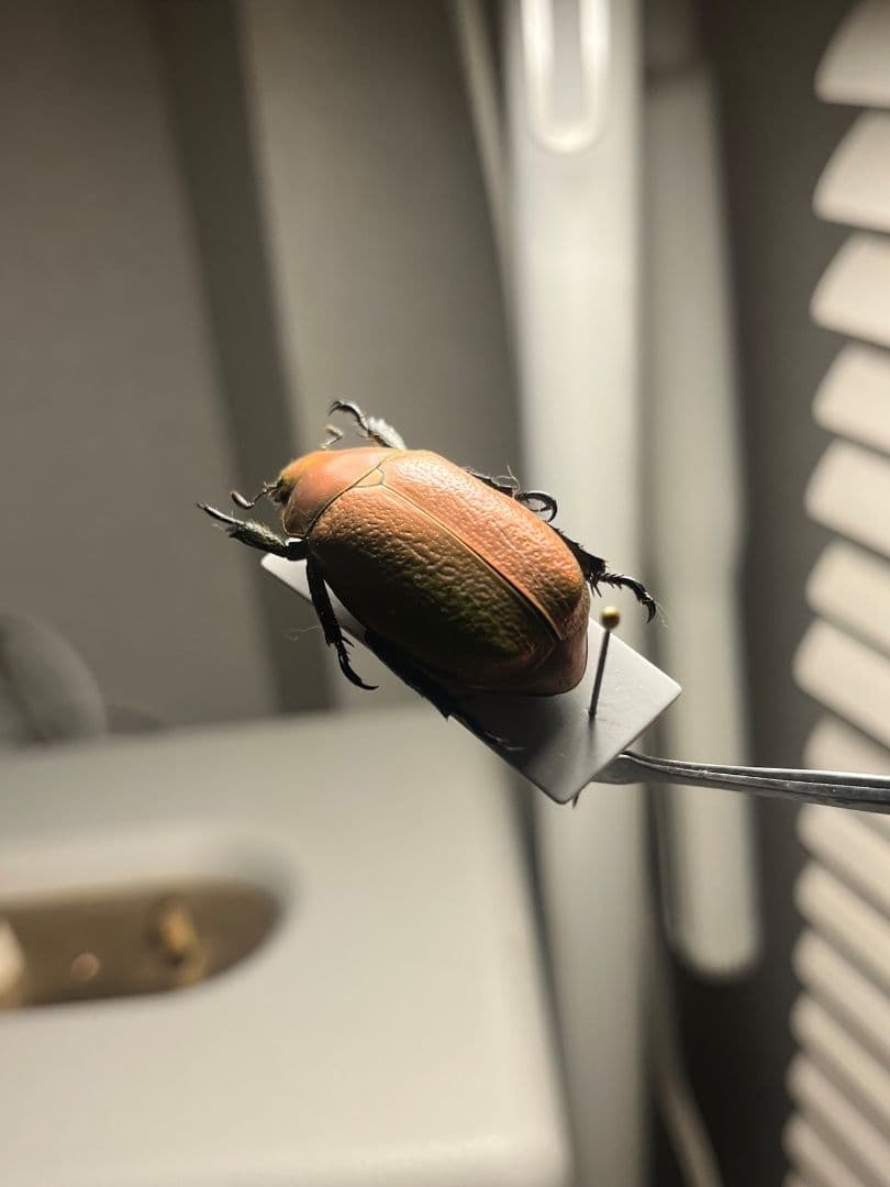 33mm】ボウカルディプラチナコガネ Chrysina逆光で赤！昆虫標本 - メルカリ