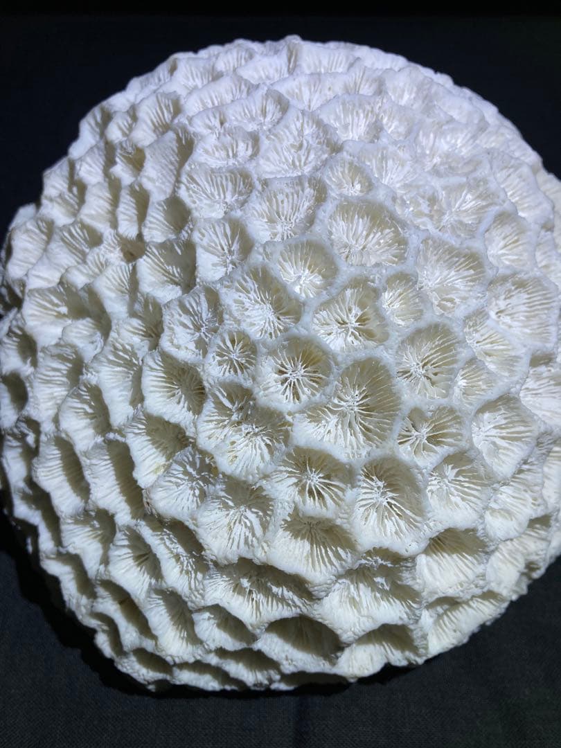 珊瑚の塊 珊瑚 置物 塊1個バラ5個