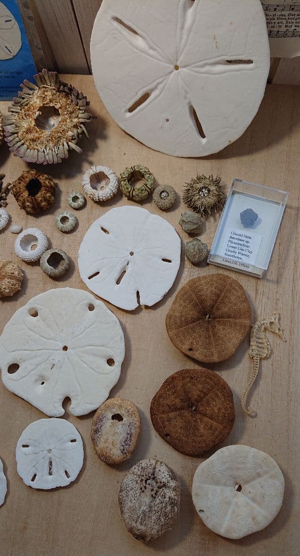 沢山の棘皮動物 ウニタコノマクラカシパンブンブクポストカード海