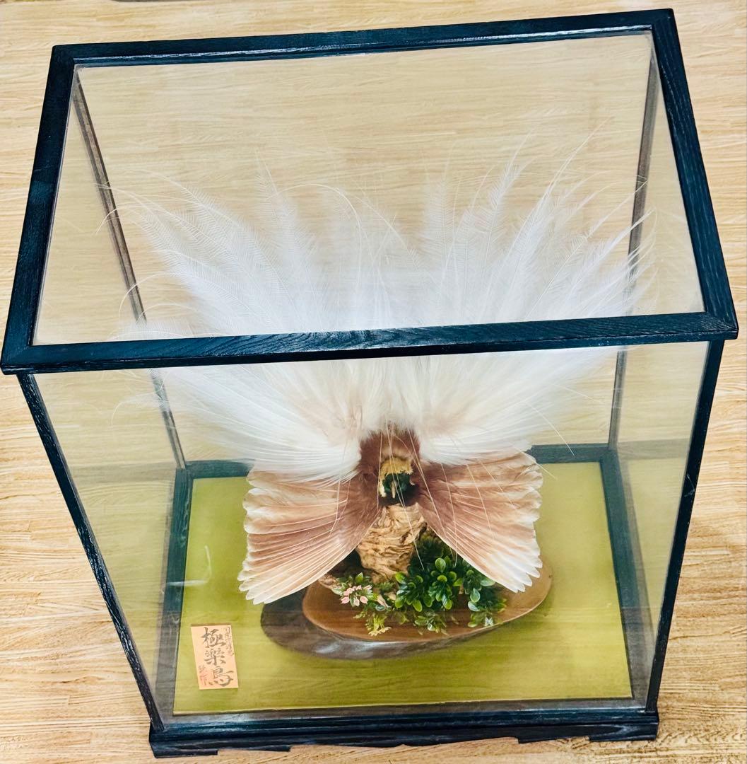 淡*雪様 極楽鳥 アートオブジェ ガラスケース付き 淡*雪様 極楽鳥 アート