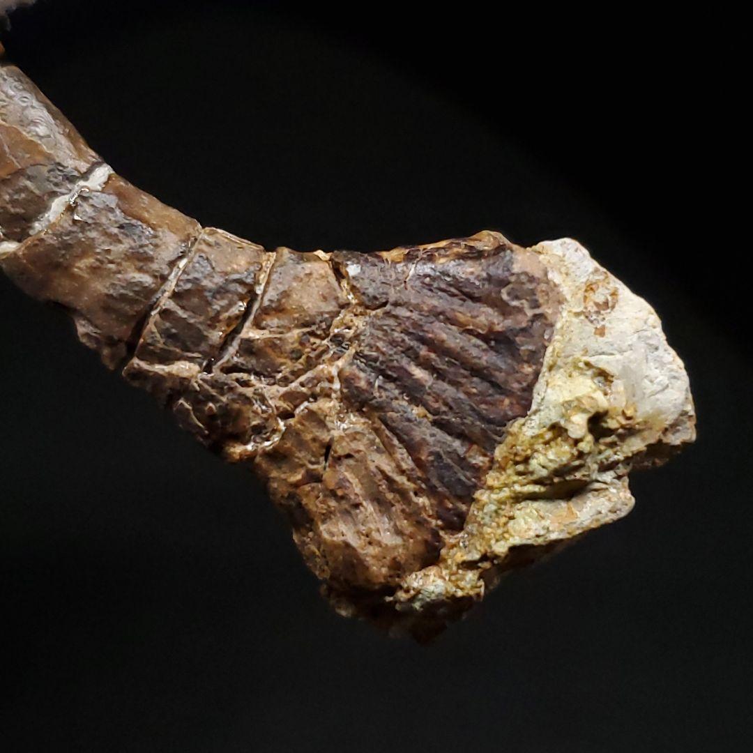 オンコプリスティス 歯 化石 本物 モロッコ産 57.50mm fr103