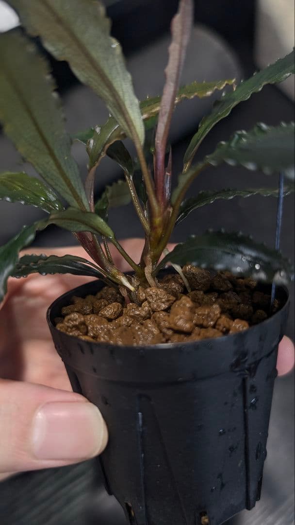 実生ブセ】Bucephalandra cv. AL-hyb.007