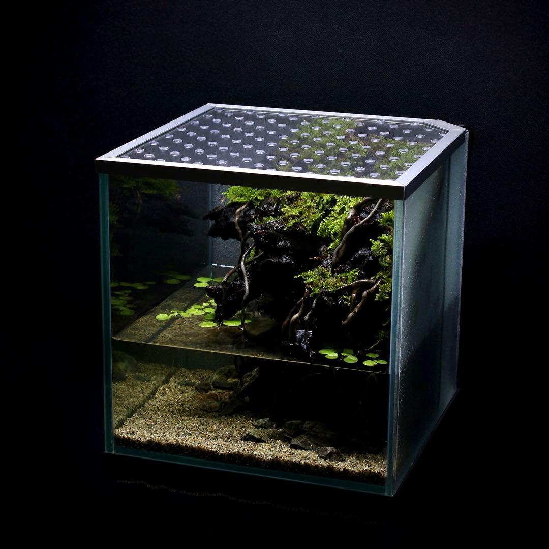 初めてのアクアテラリウム No.8 パルダリウム イモリウム 20cm水槽