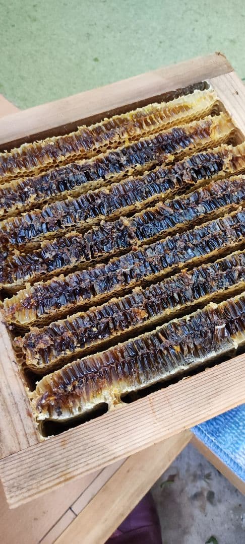 日本蜜蜂誘引液4500ml ミツロウ900g