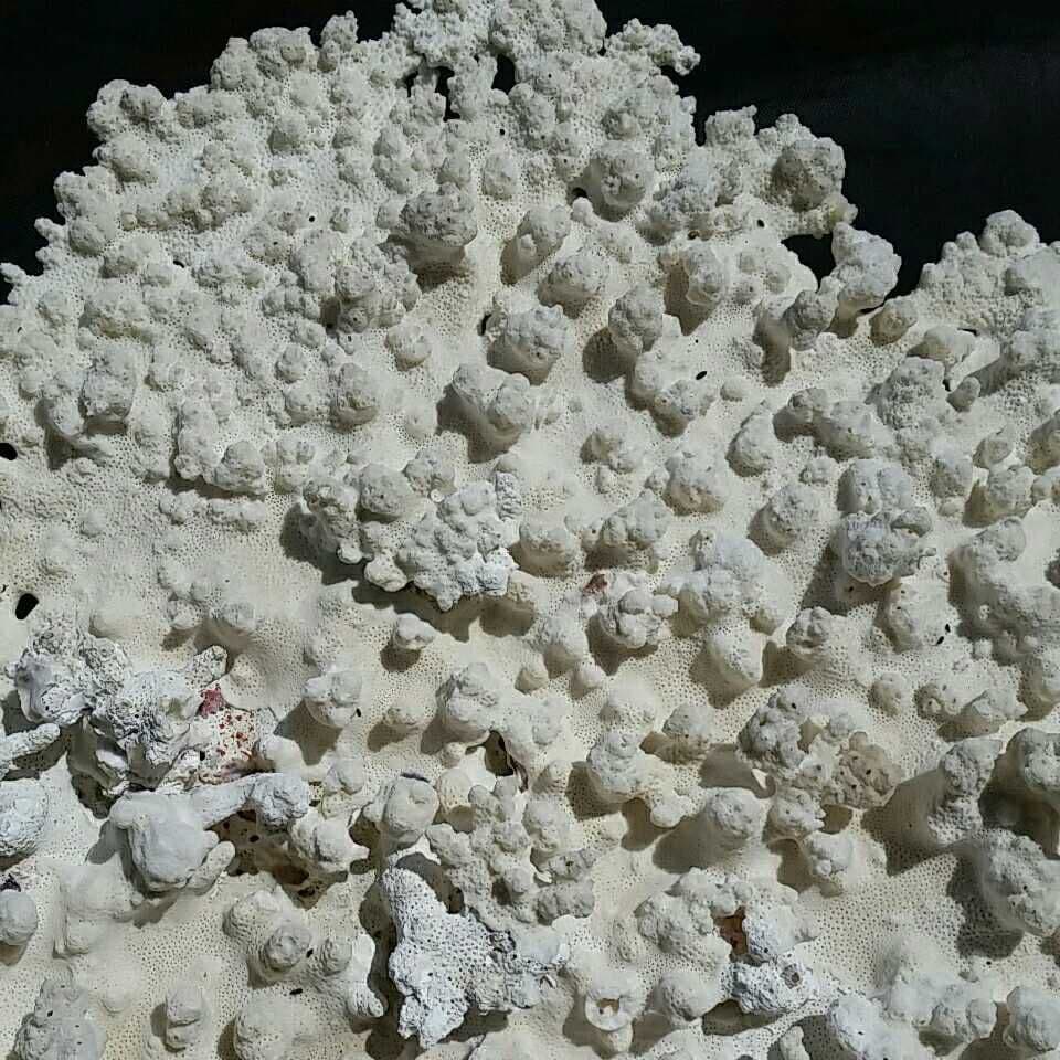 特大 飾り 珊瑚 テーブル サンゴ礁 置物 白 海水魚 水槽 レイアウト