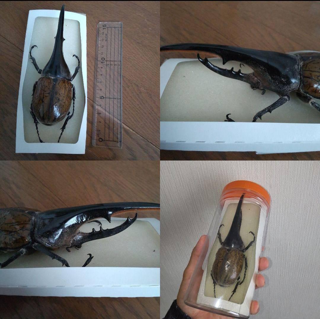 カーニバル　約40匹カブトクワガタ本物標本まとめ売り