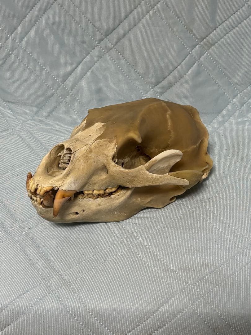 熊 ツキノワグマ 頭蓋骨 標本 魔除け