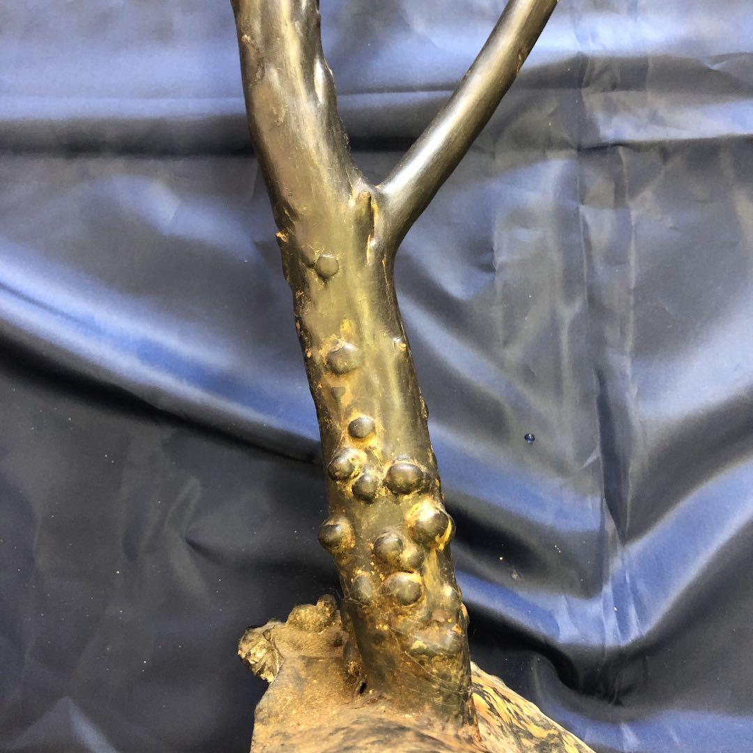 海松原木黒珊瑚長さ90cm根本枝直径3cm