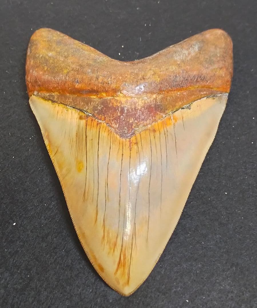 最大級　167mm　メガロドン　歯　化石　サメの歯　恐竜 最大級 167mm メガロドン 歯 化石 サメの歯 恐竜