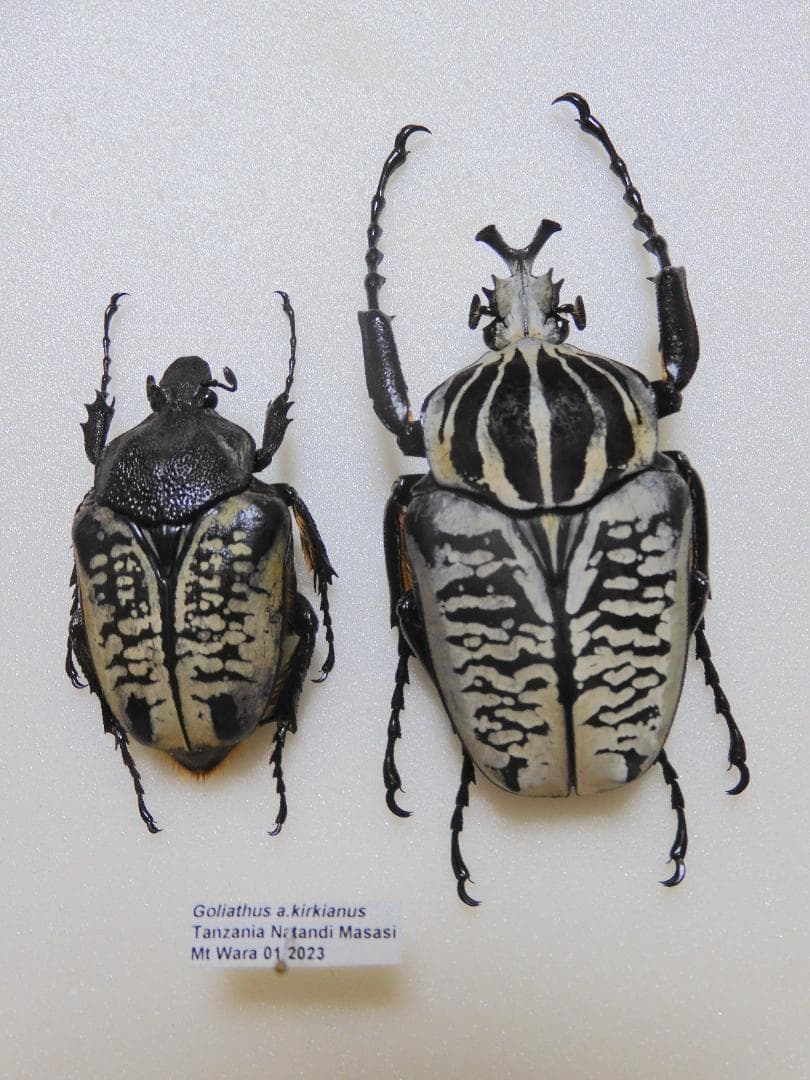 タンザニア産 特大 サザナミオオツノハナムグリ 62mm 45mm - メルカリ