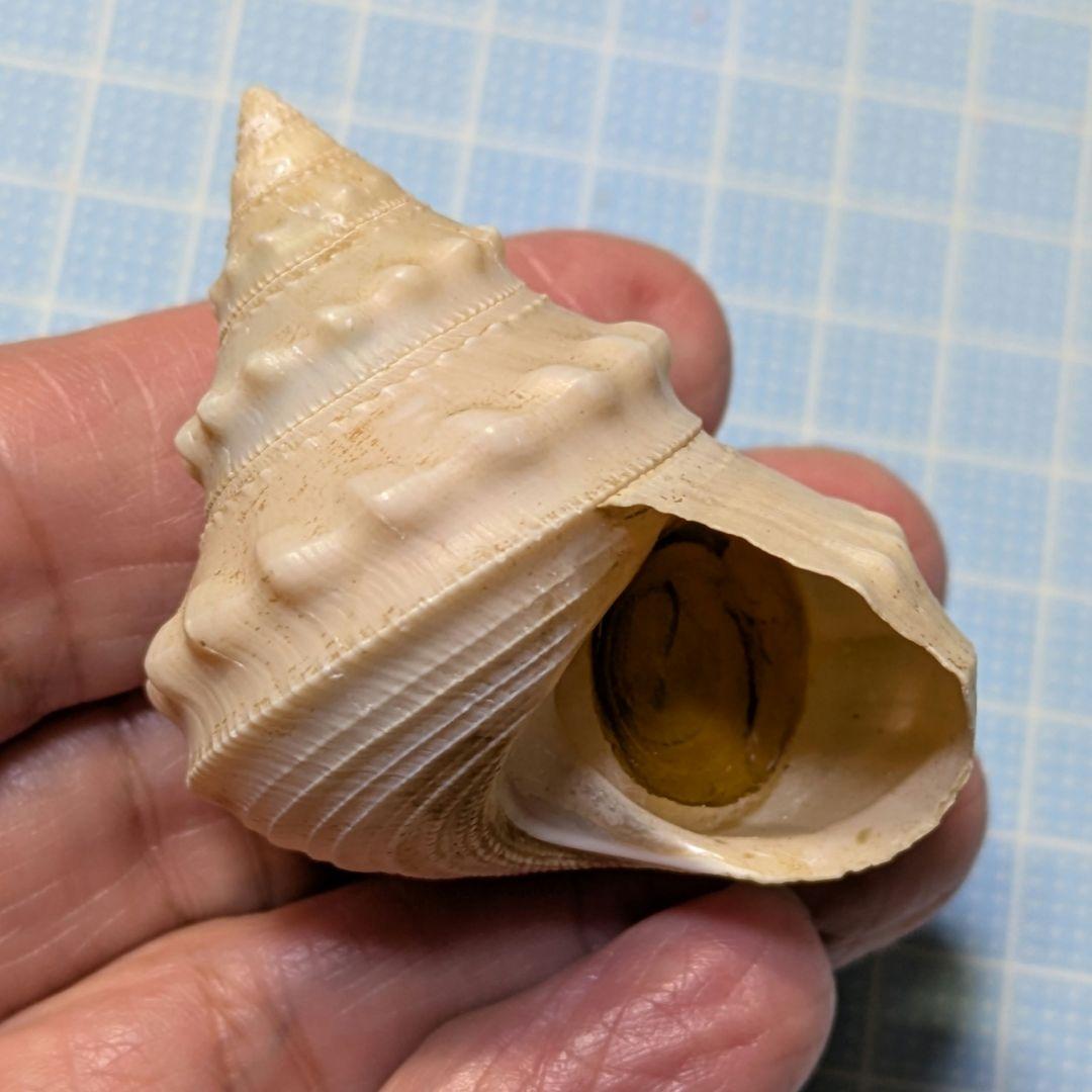 貝殻標本 カンムリギンエビス - メルカリ