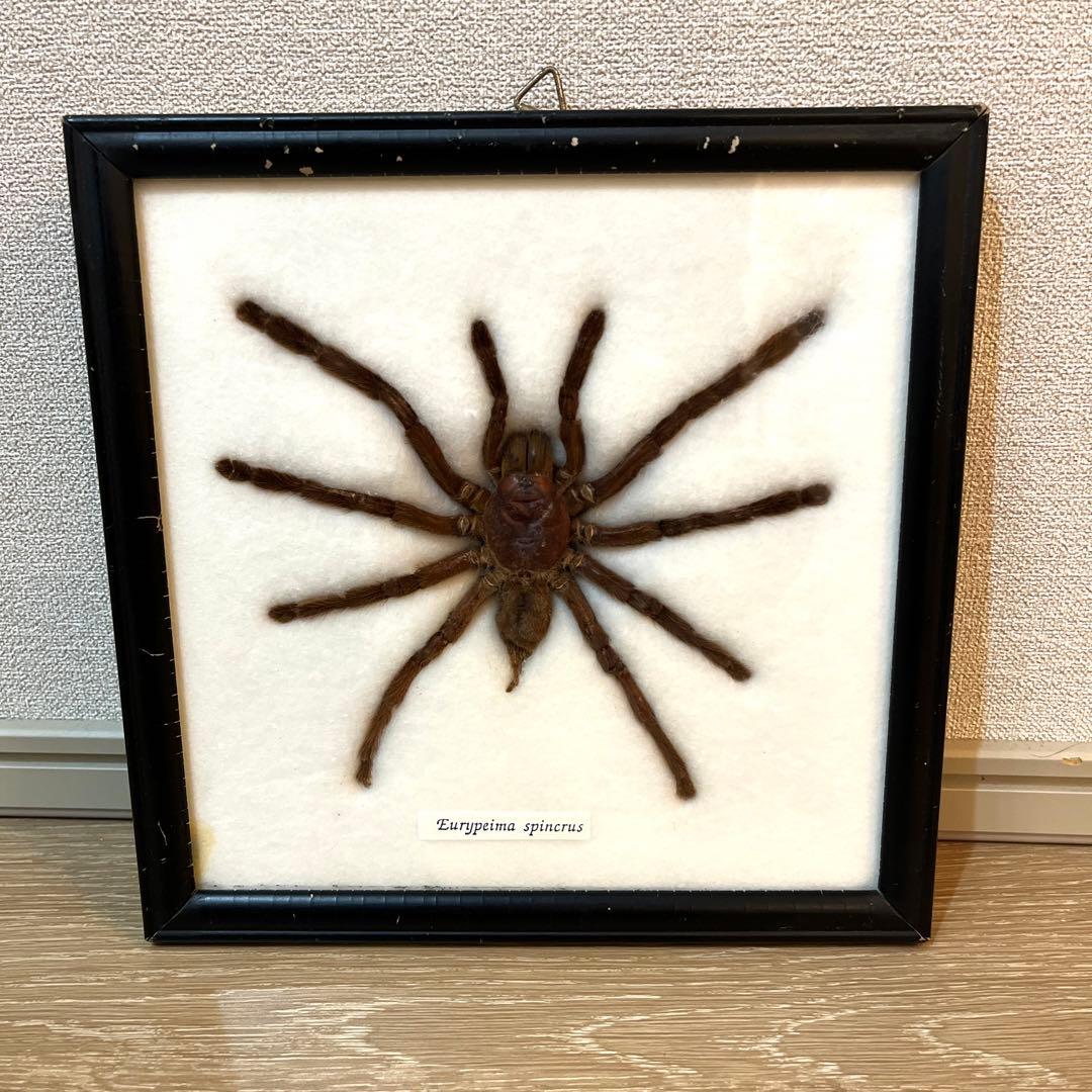 タランチュラ 標本 Eurypeima spincrus - メルカリ