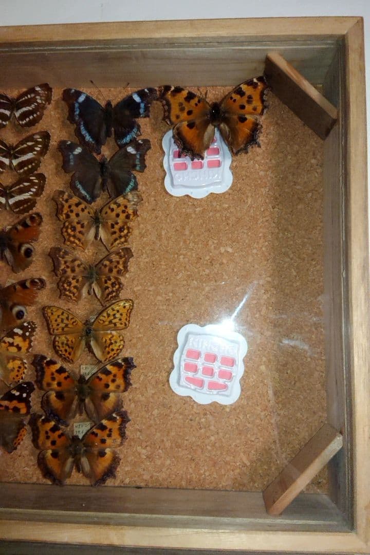 昆虫類 蝶 標本 ケース付き 3箱セット□大型標本箱 ドイツ箱 桐