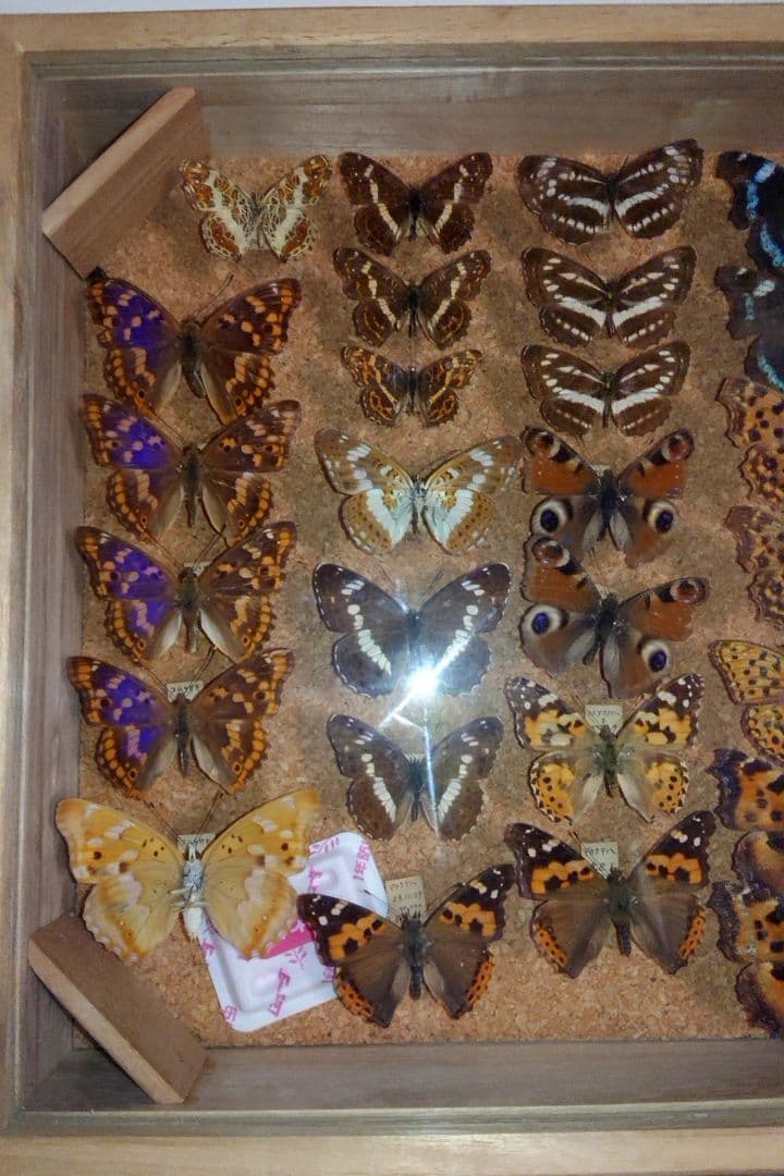 昆虫類 蝶 標本 ケース付き 3箱セット□大型標本箱 ドイツ箱 桐