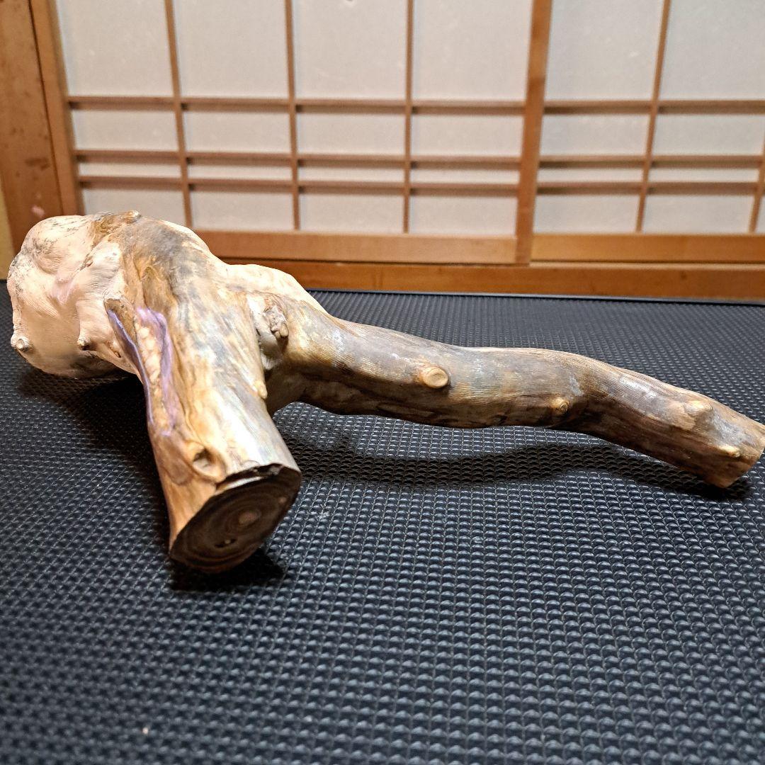 【希少】深海松レインボーコーラル 2.2㎏ 根付け原木(太23cm/細10cm)