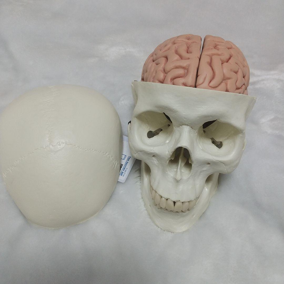 頭蓋骨　脳　模型　セット　3B Scientific Anatomy 人体解剖学