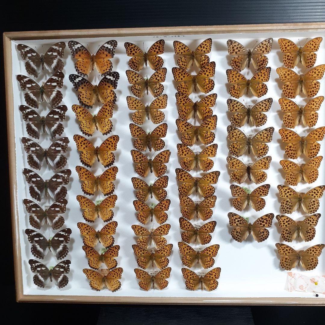 2025年最新】標本箱 ドイツの人気アイテム - メルカリ 希少蝶の標本