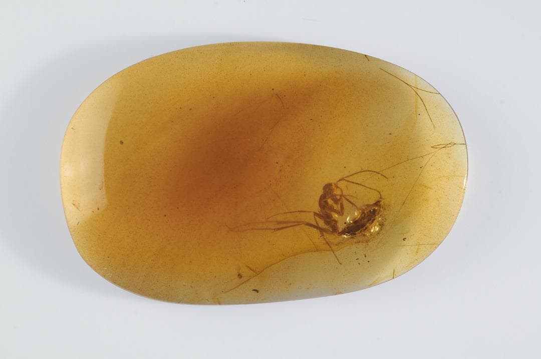 レア極上品 PA0037虫入り琥珀化石 ミャンマーカムティかタナイ9900万年