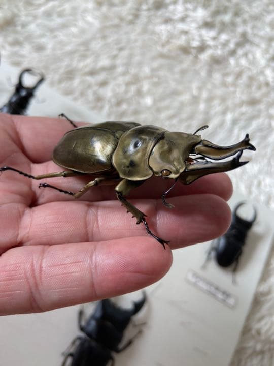 オウゴンオニクワガタ 約75㎜（針穴無し）