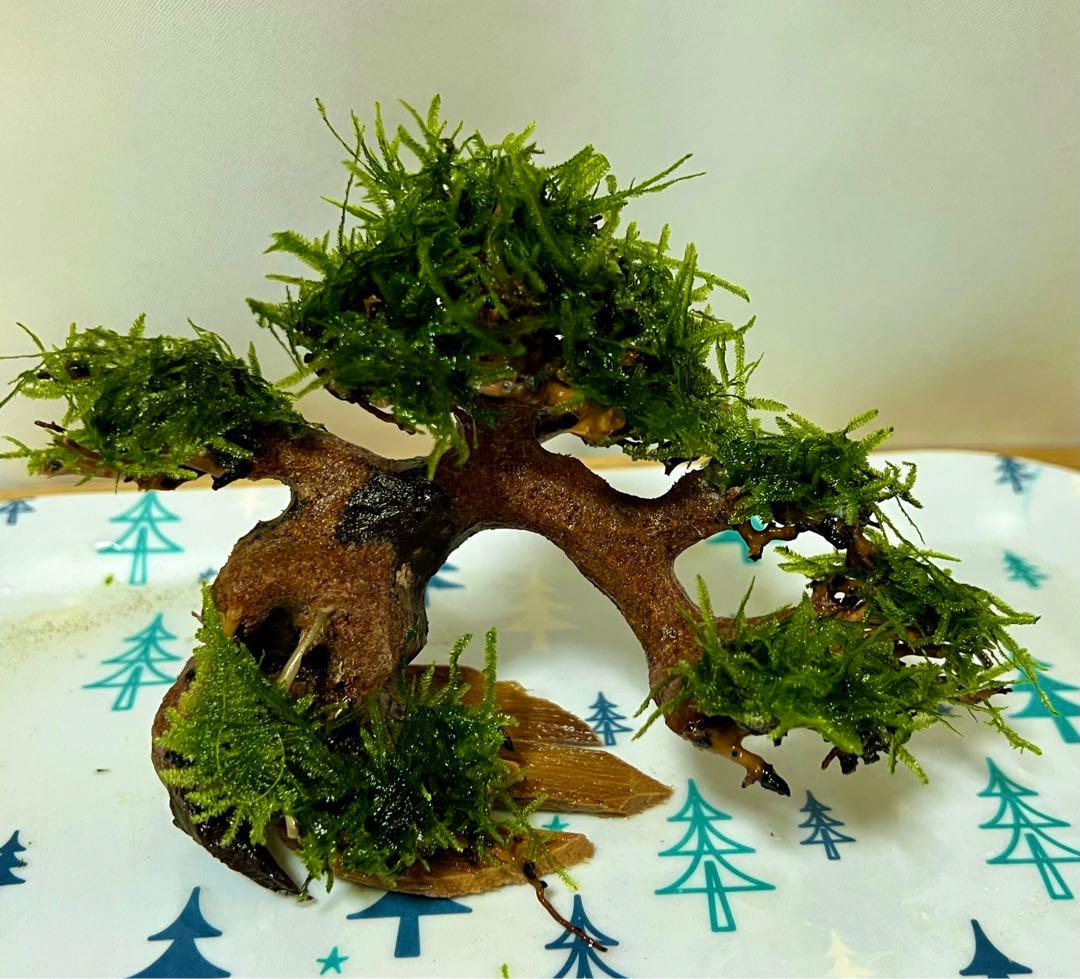 流木盆栽付き石南米ウィローモスアヌビアス水槽アクアリウム mini盆栽流木