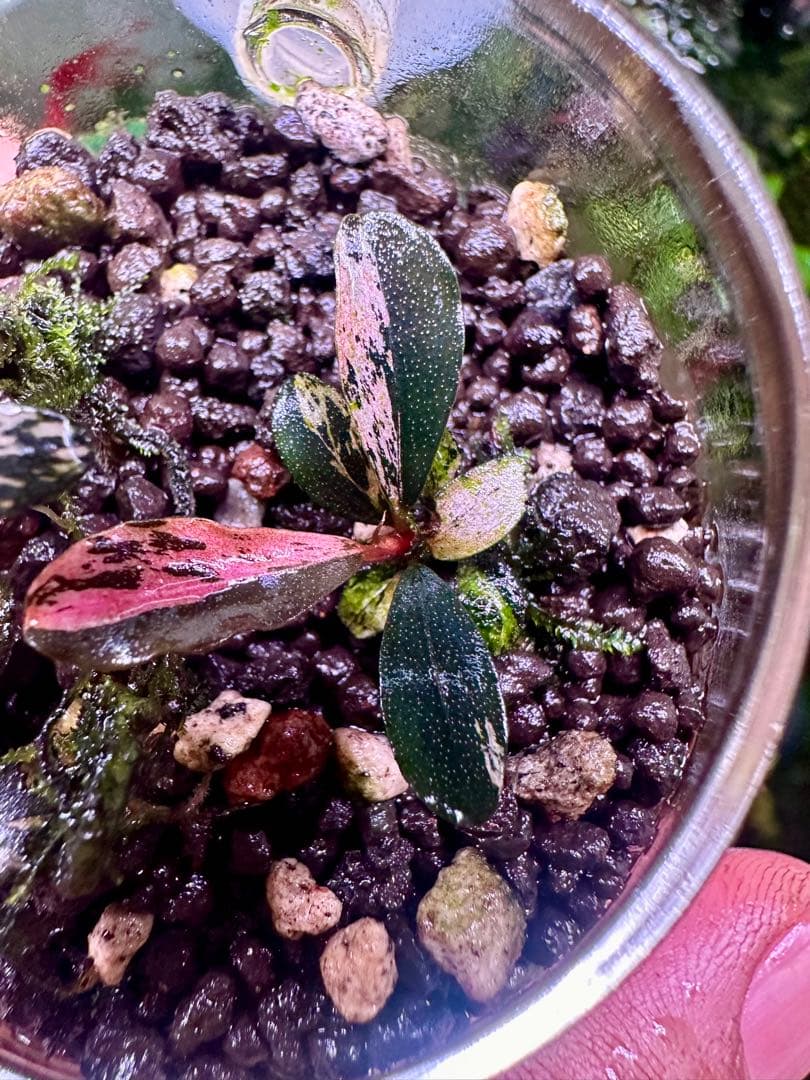 ブセファランドラsp. ピンクバリエガータい斑入り ブセファランドラ