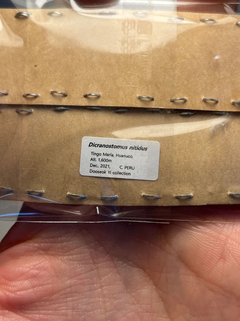 未展足ペア】クワガタキリギリス 化け物キリギリス 昆虫標本 ウェタ