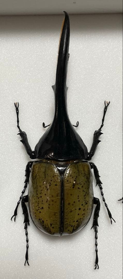 ヘラクレスオオカブト 標本 飼育品 グアドループ - メルカリ