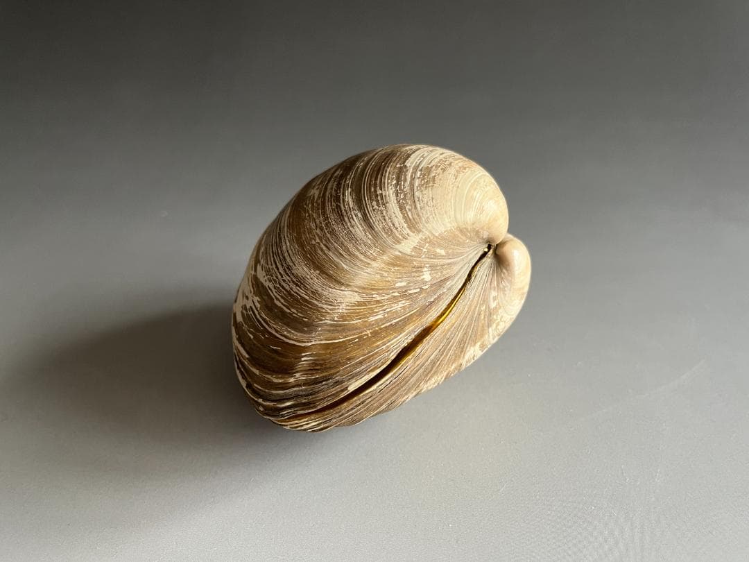 エソ土産 北寄貝 久田宗也 尋牛斎 香合 茶道具 表千家 エソ土産 北寄貝